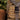 4 Pillars of Survival Patch: Desert Tan