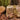4 Pillars of Survival Patch: Desert Tan