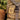 Adventure Sports Patch: Desert Tan