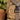 Adventure Sports Patch: Desert Tan