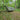 Hideaway Tarp – 12' Hammock Rain Tarp