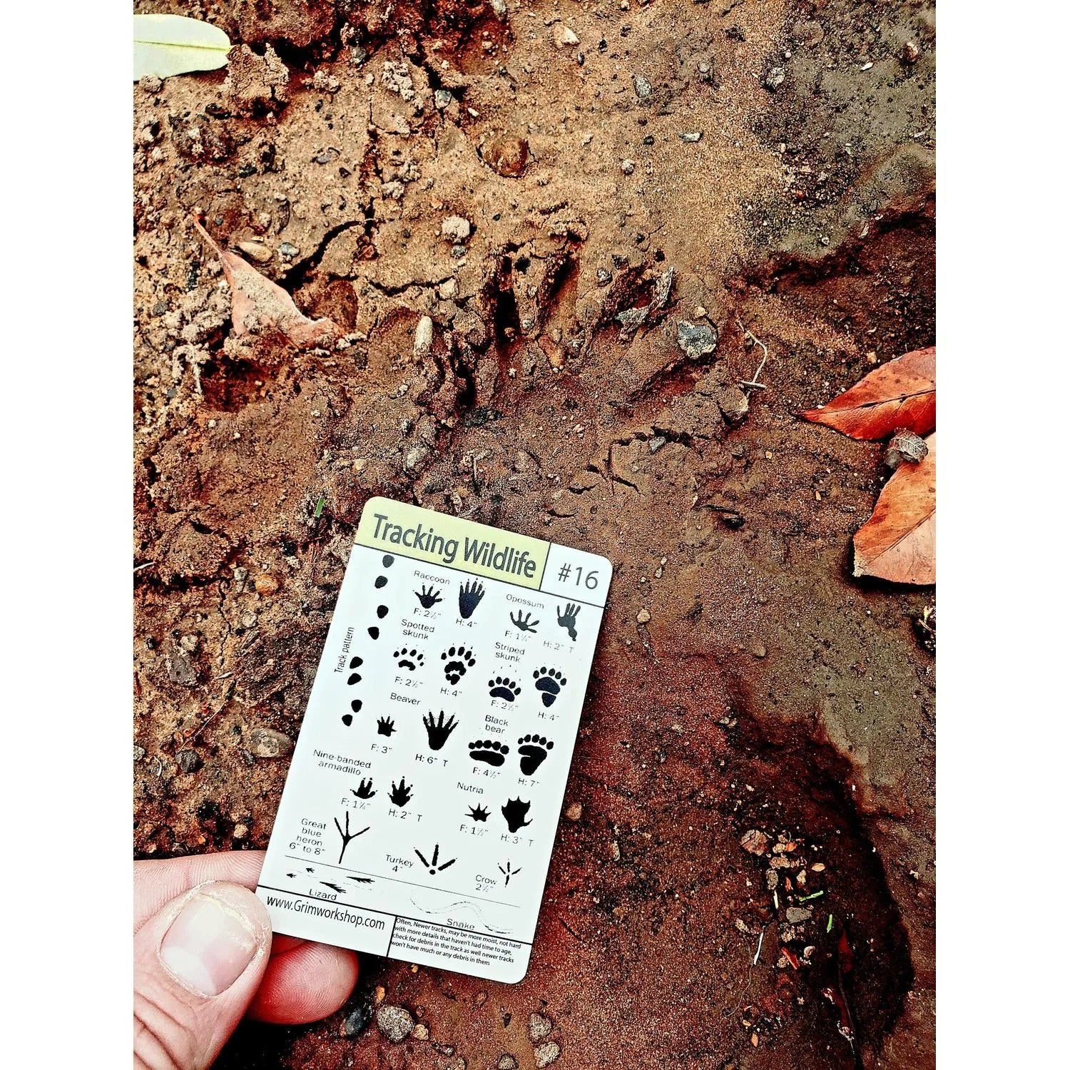 20 Piece Emergency and Survival Tip Card Kit: 20 Weatherproof Tip Cards