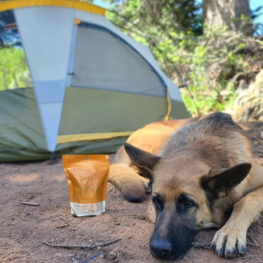 German Shepherd dog resting on dirt next to an orange Pet Medic first aid kit, with a tent in the background.
