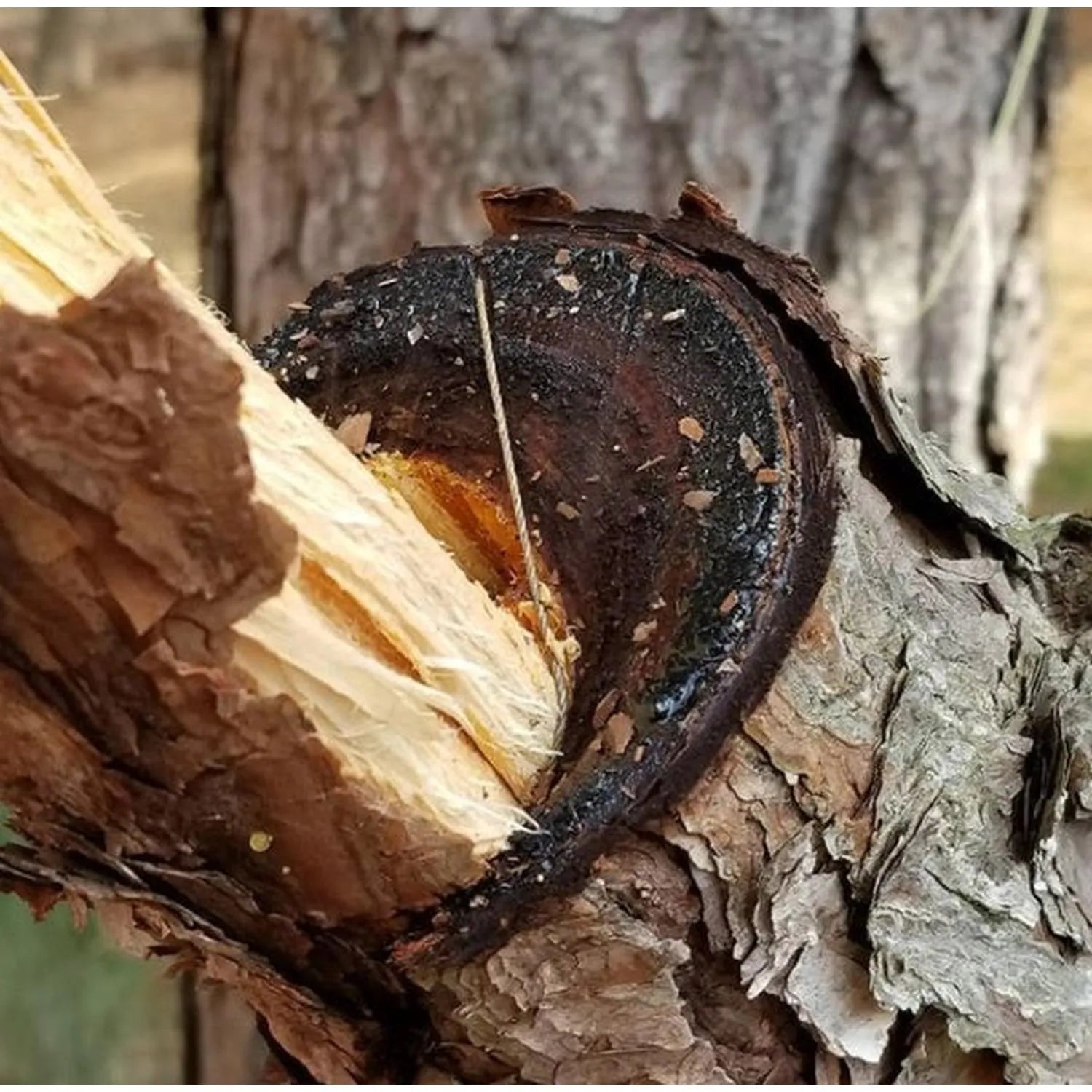 Saw Shemagh: Multi-Use with Built-In Survival Tools