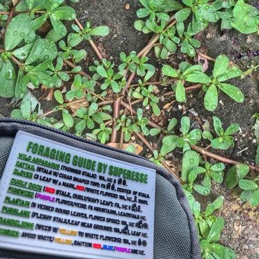 Storage Pocket Patch: "Foraging Guide", a Plants and Edibles Quick Identification Reference