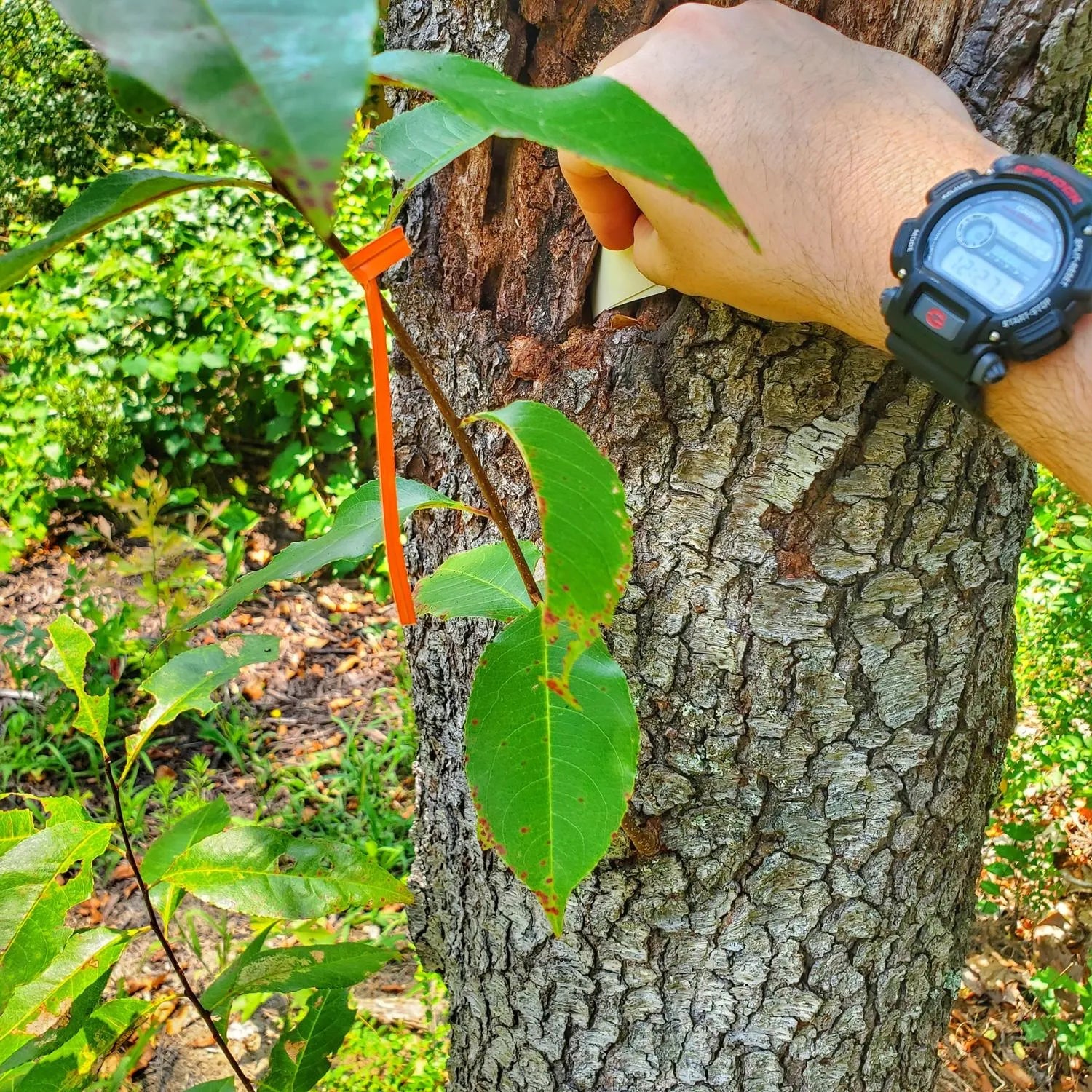Superesse Straps Egress Patch Kit – Escape & Evasion Supply Package